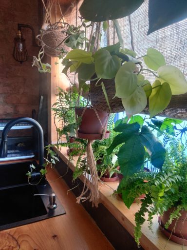 Plants give life!